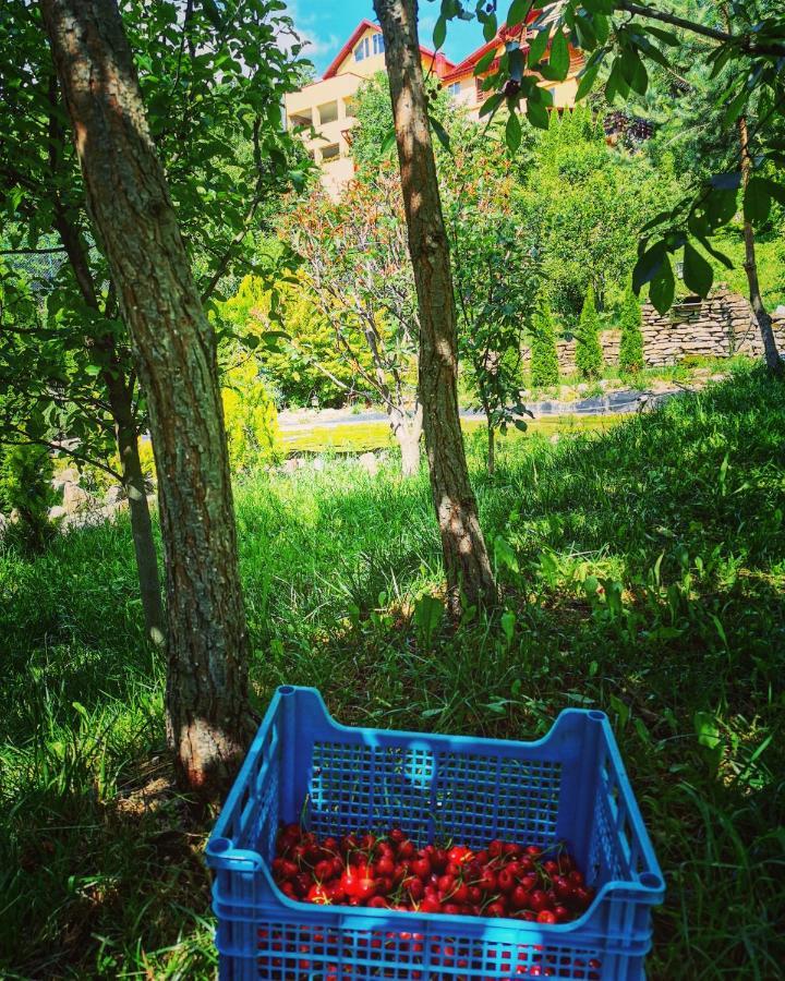 Doftana Apartaments Teşila Extérieur photo