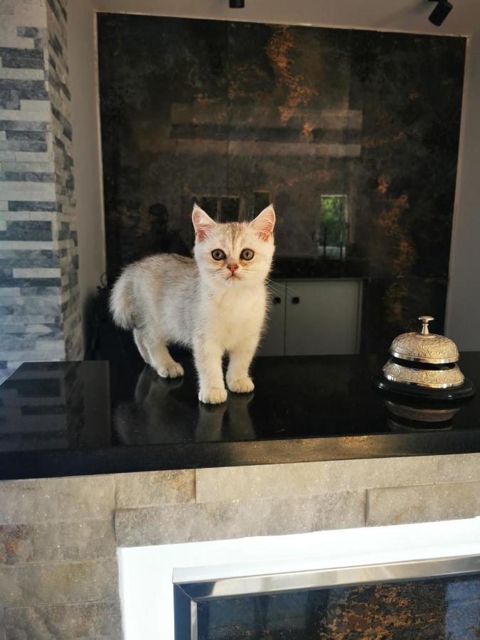 Doftana Apartaments Teşila Extérieur photo