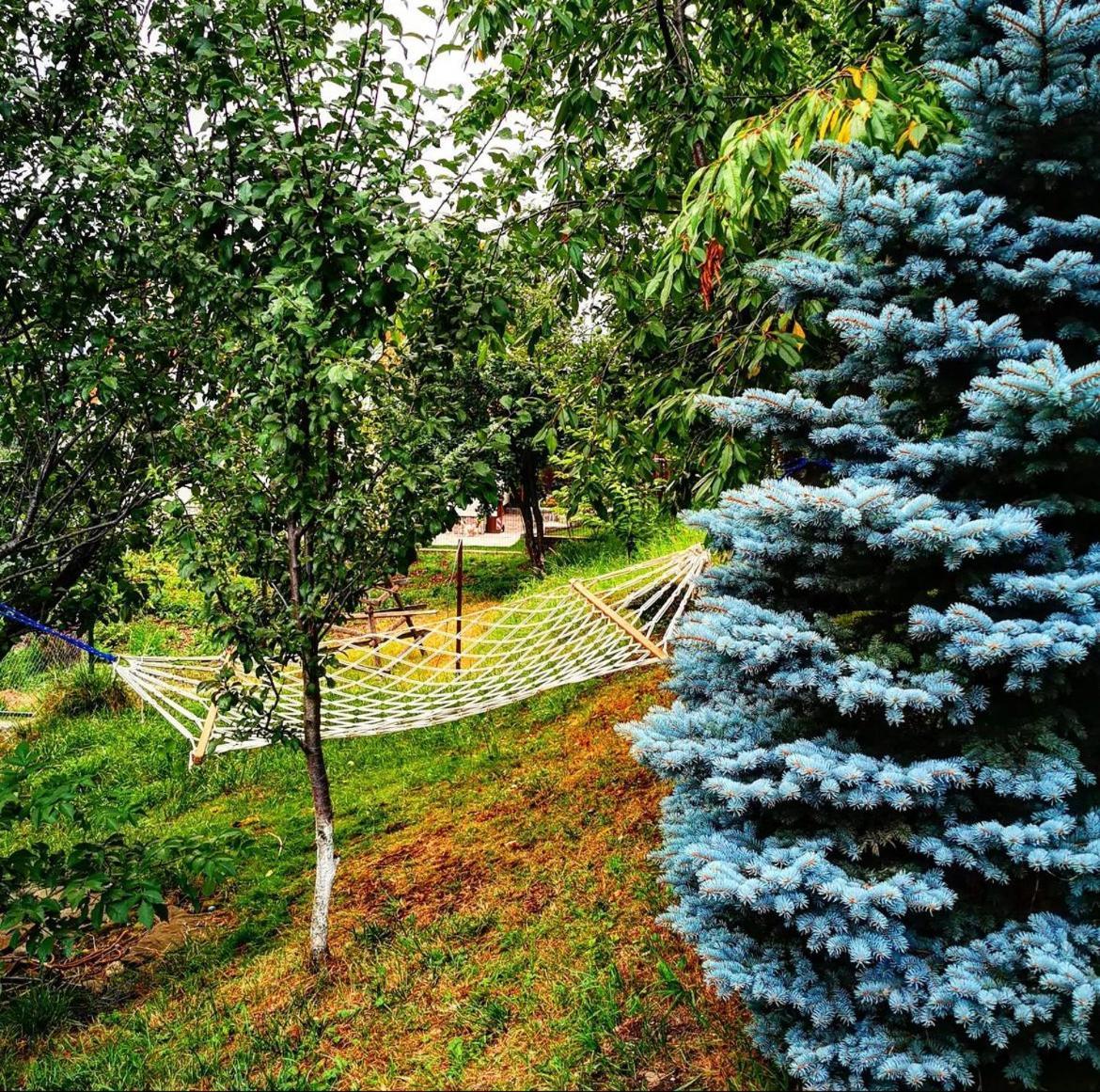 Doftana Apartaments Teşila Extérieur photo